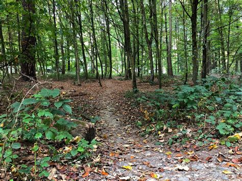 mägenwiler wald|Die Wahrheit über das «Schwulewäldli»